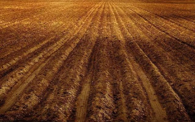 土壤重金屬污染修復